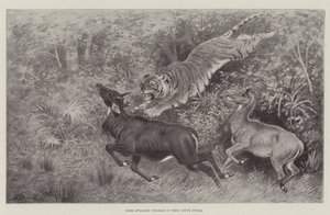 Tiger angriper Nylghaie i deres innfødte jungel av Harrington Bird
